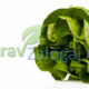 Zelena salata